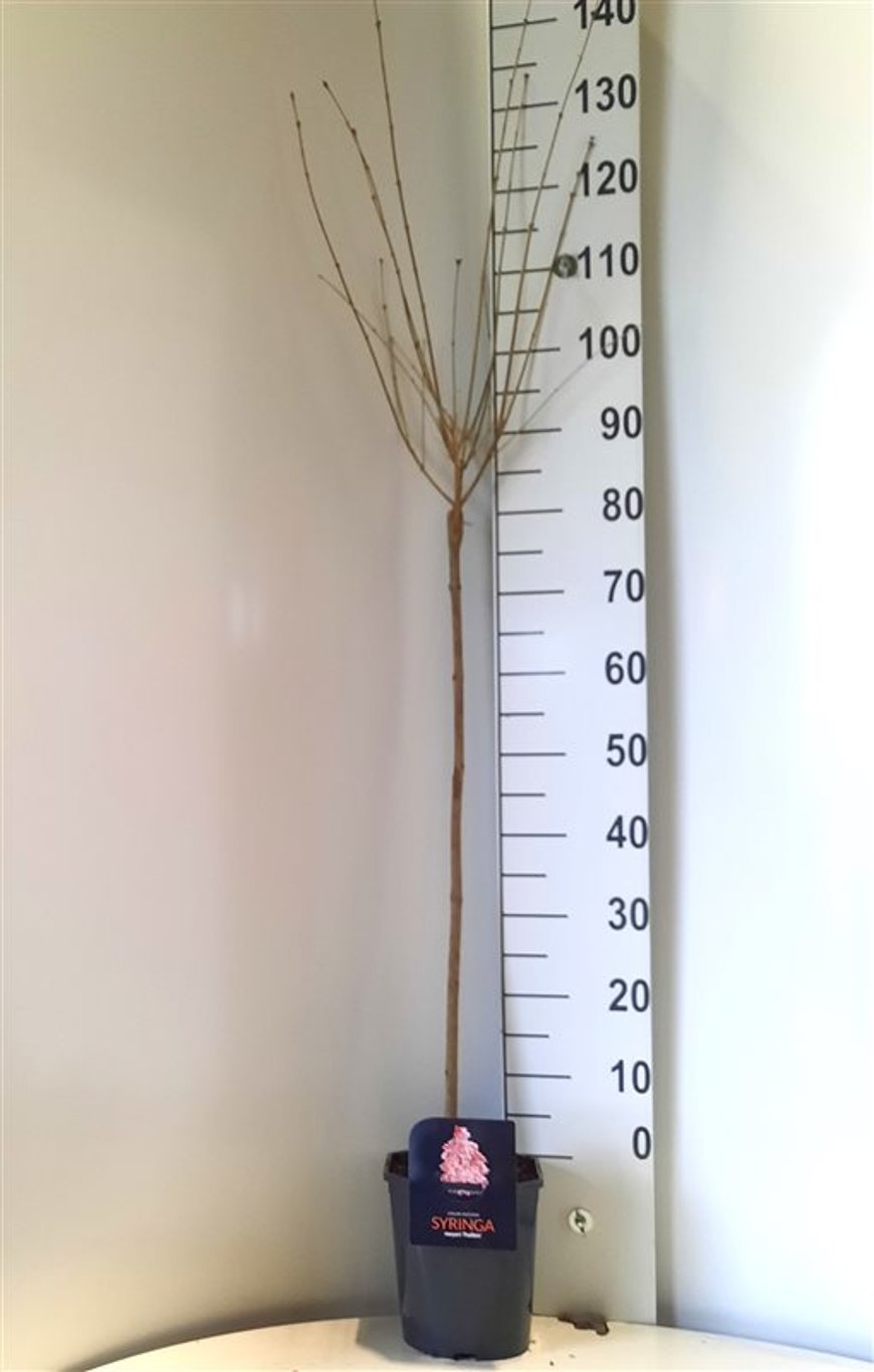 Syringa meyeri 'Palibin' - 80 CM Stem C5